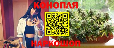 сатива Гай