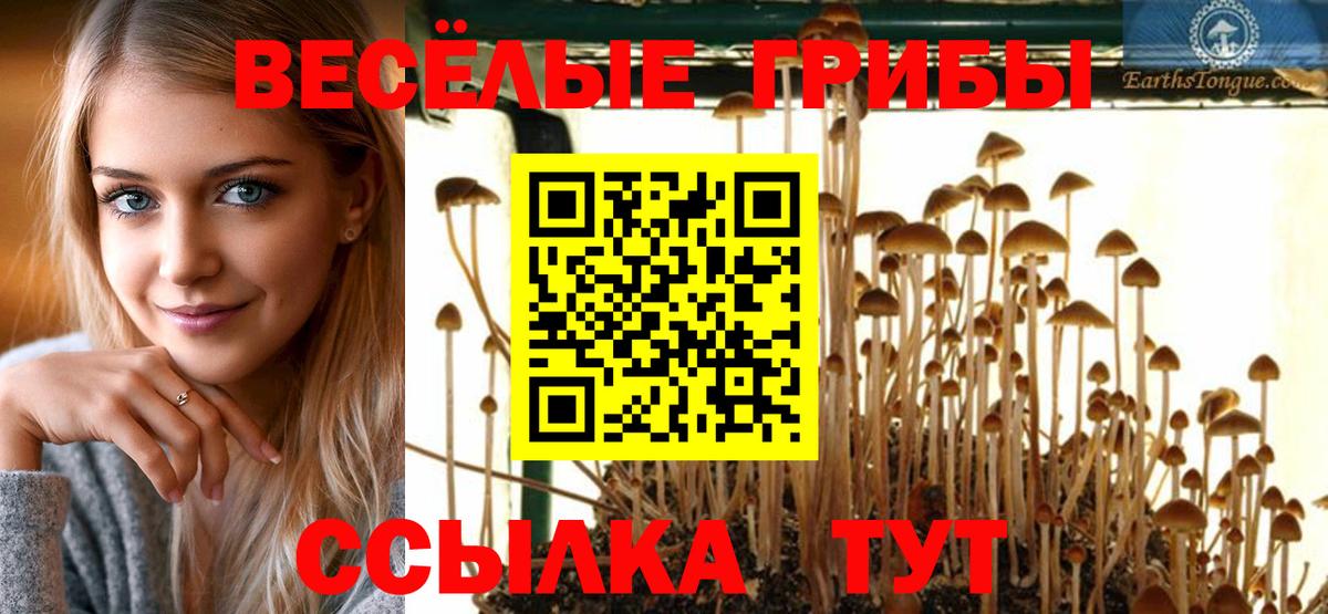 Михайловск  Псилоцибиновые грибы прущие грибы  Вход с VPN 