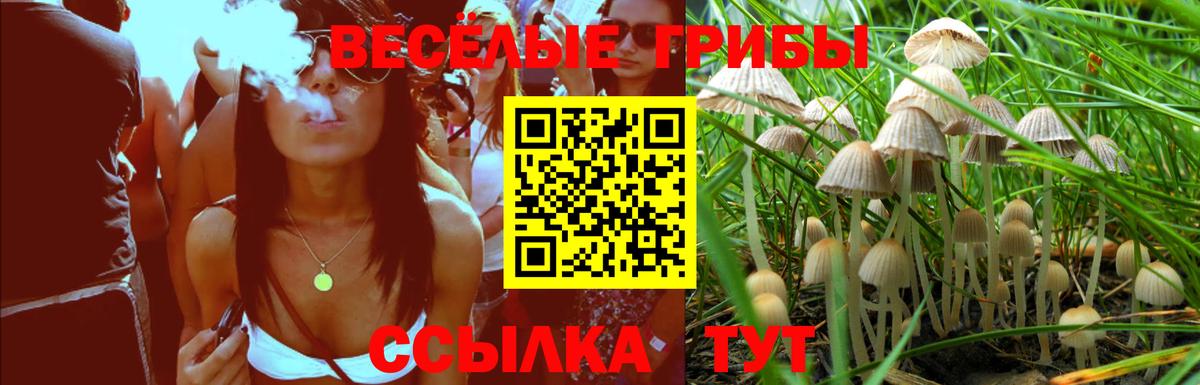 Галлюциногенные грибы Psilocybine cubensis Михайловск